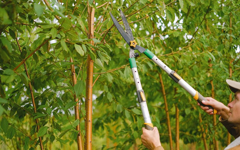 Tree trimming in Clawson, UT